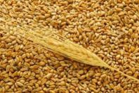 94 млн долларов - ожидаемый урожай зерна в России в 2012 году