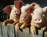 Оптовые цены на свинину в России снизились на 5% в 2012 году