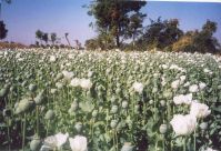На 61% вырос урожай опия в Афганистане