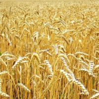 30% посевов озимых может потерять Украина