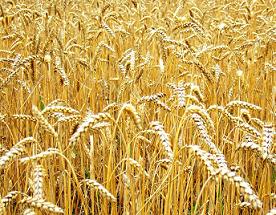 690 млн тонн пшеницы будет собрано в мире в 2012 году