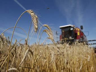 Объем зерновых интервенций из государственного фонда России составит 1 млн тонн
