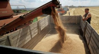 На 90% подорожала продовольственная пшеница с начала 2012 года